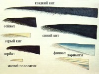 Усовые пластины различных китов