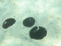 Обыкновенный плоский морской еж