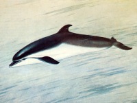 Афалина Tursiops truncatus 