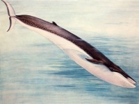 Финвал Balaenoptera physalus