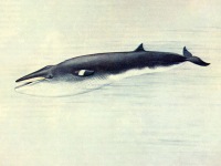 Малый полосатик Balaenoptera acutorostrata